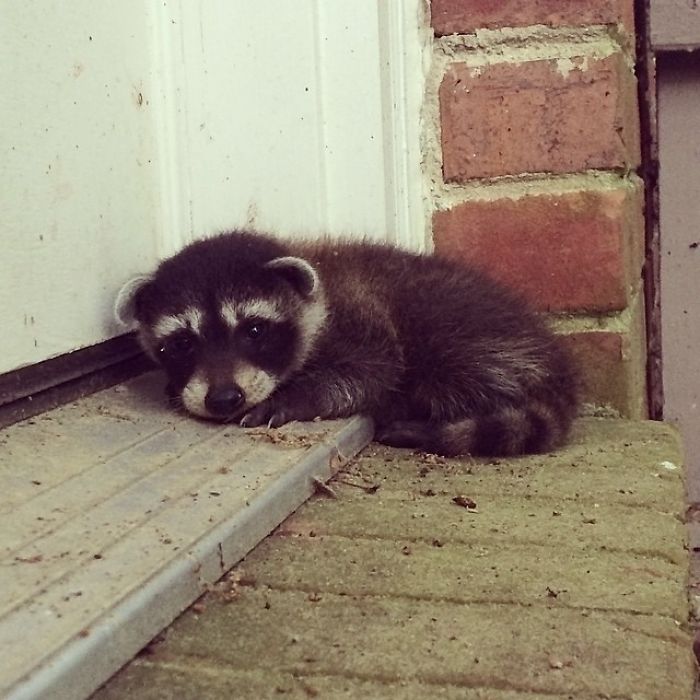 Fotos que demuestran que los mapaches son animales más adorables del mundo