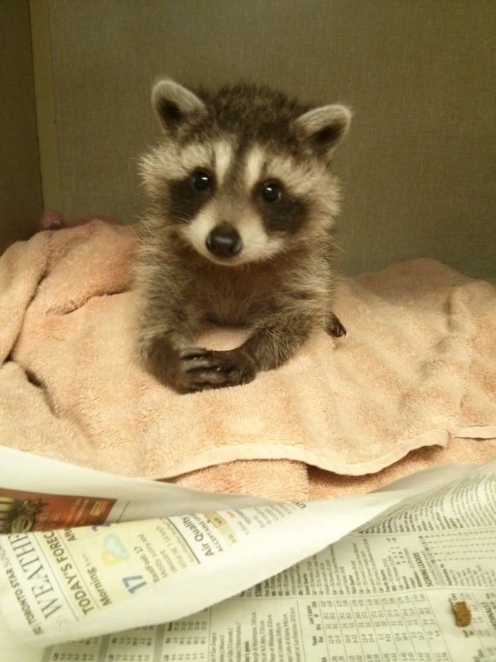 Fotos que demuestran que los mapaches son animales más adorables del mundo