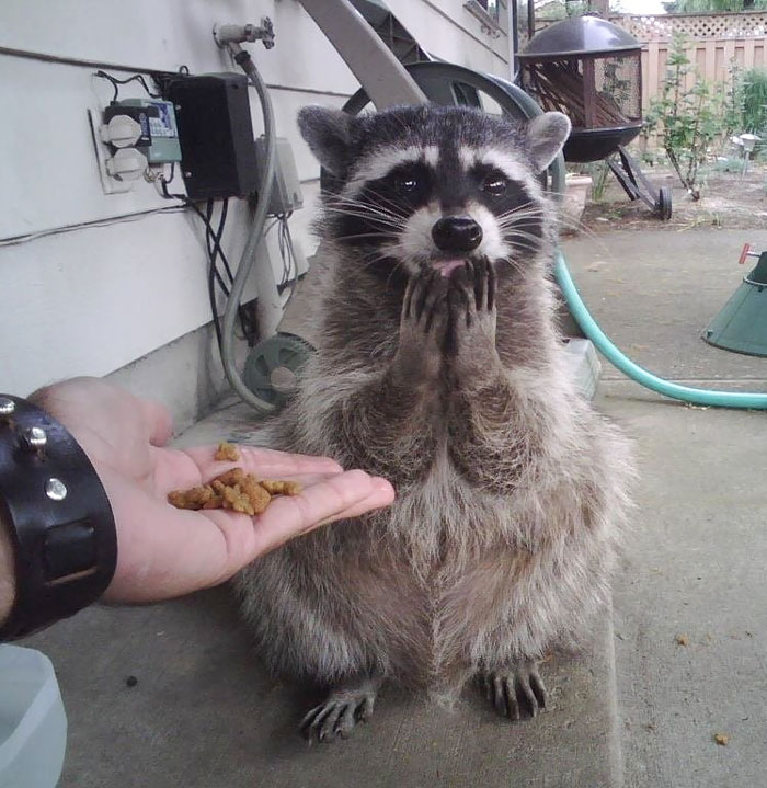 Fotos que demuestran que los mapaches son animales más adorables del mundo