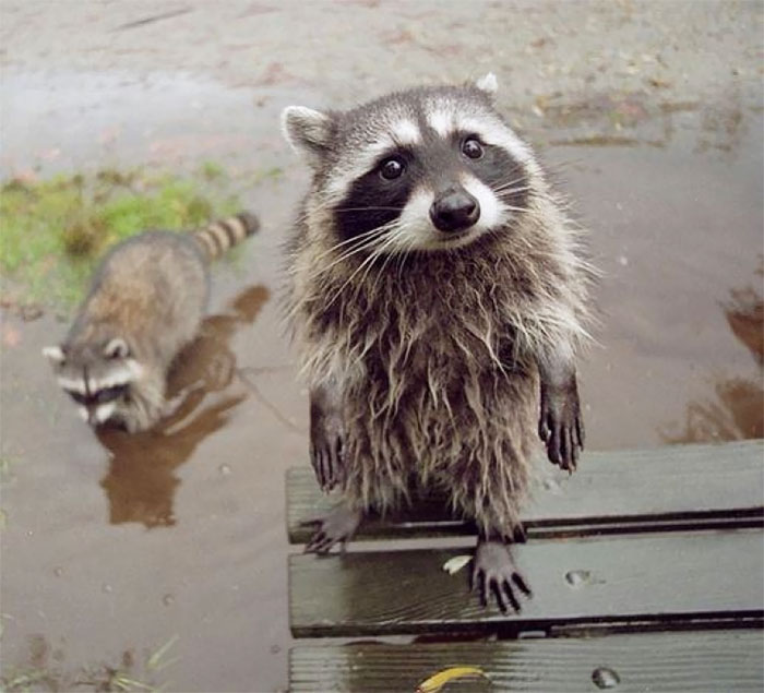 Fotos que demuestran que los mapaches son animales más adorables del mundo