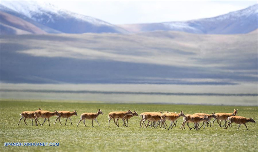 Tíbet: Antílopes tibetanos en reserva natural nacional de Changtang