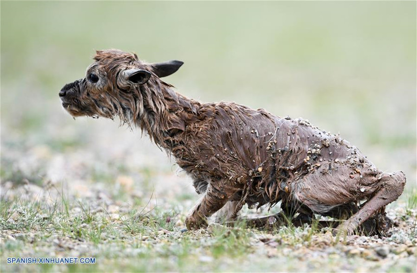 Tíbet: Antílopes tibetanos en reserva natural nacional de Changtang