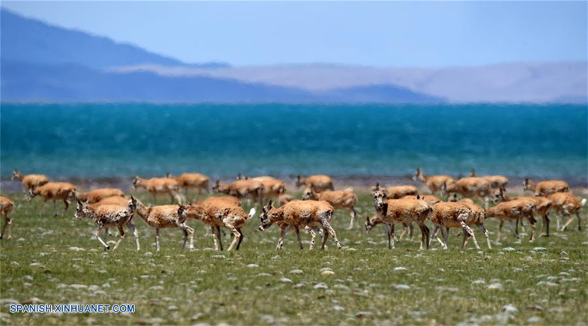 Tíbet: Antílopes tibetanos en reserva natural nacional de Changtang