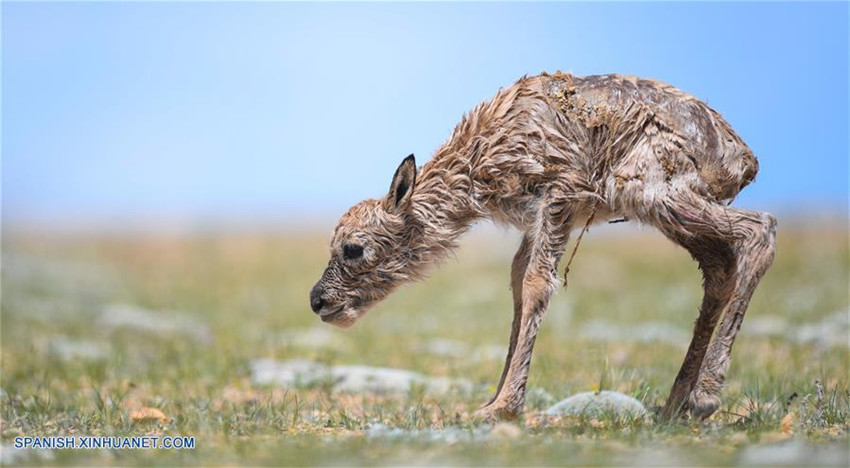 Tíbet: Antílopes tibetanos en reserva natural nacional de Changtang