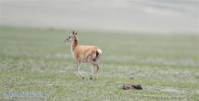 Tíbet: Antílopes tibetanos en reserva natural nacional de Changtang