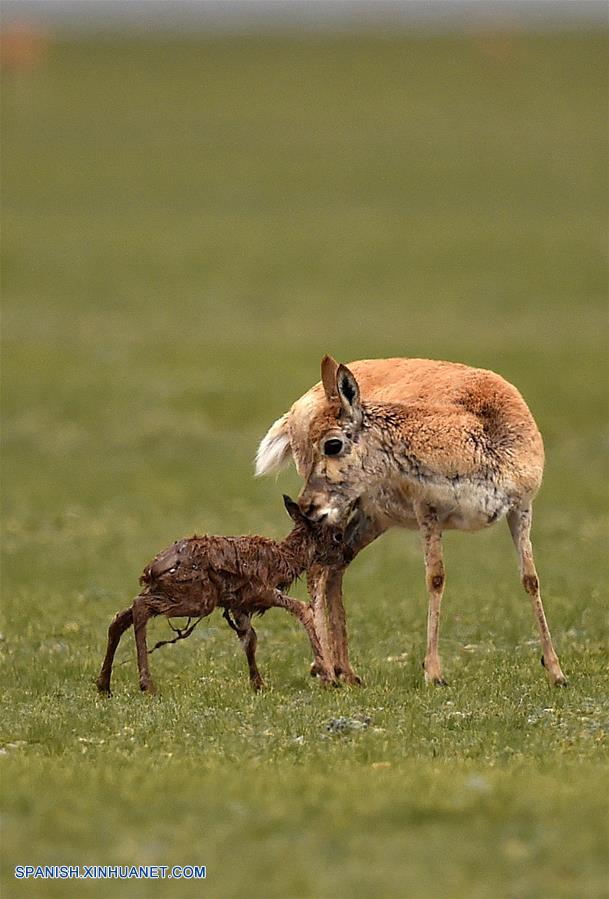 Tíbet: Antílopes tibetanos en reserva natural nacional de Changtang