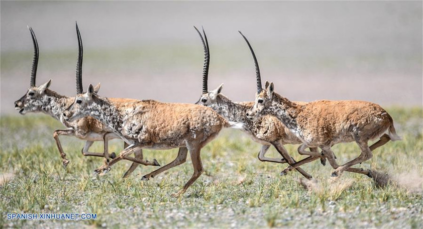 Tíbet: Antílopes tibetanos en reserva natural nacional de Changtang