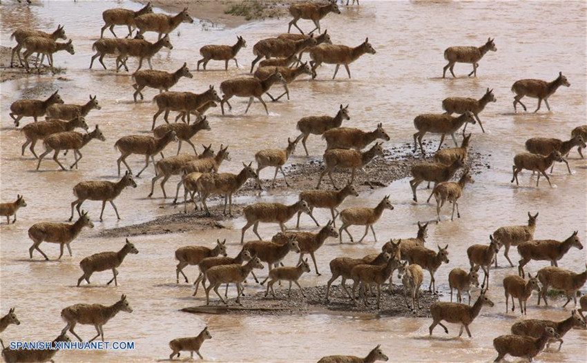 Tíbet: Antílopes tibetanos en reserva natural nacional de Changtang