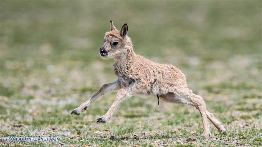 Tíbet: Antílopes tibetanos en reserva natural nacional de Changtang