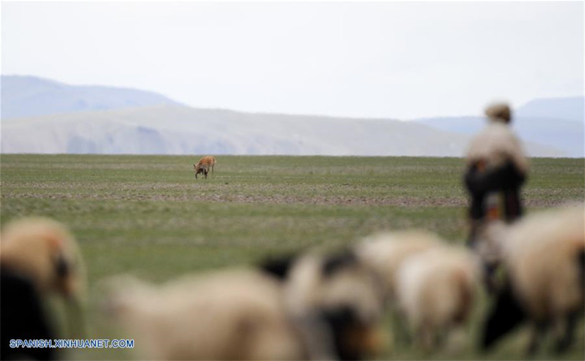 Tíbet: Antílopes tibetanos en reserva natural nacional de Changtang