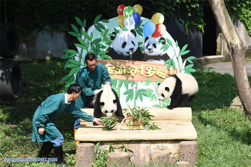 Chongqing: Se celebra el primer cumpleaños de los gemelos pandas gigantes