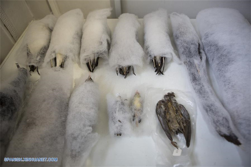 Museo Argentino participa en proyecto internacional para crear acervo con ADN de animales