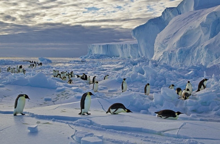 Imágenes adorables de los pingüinos emperador