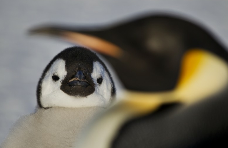 Imágenes adorables de los pingüinos emperador
