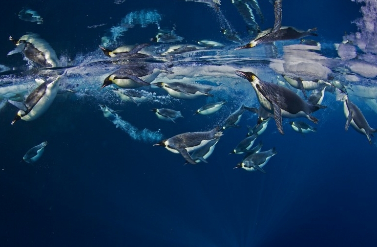 Imágenes adorables de los pingüinos emperador