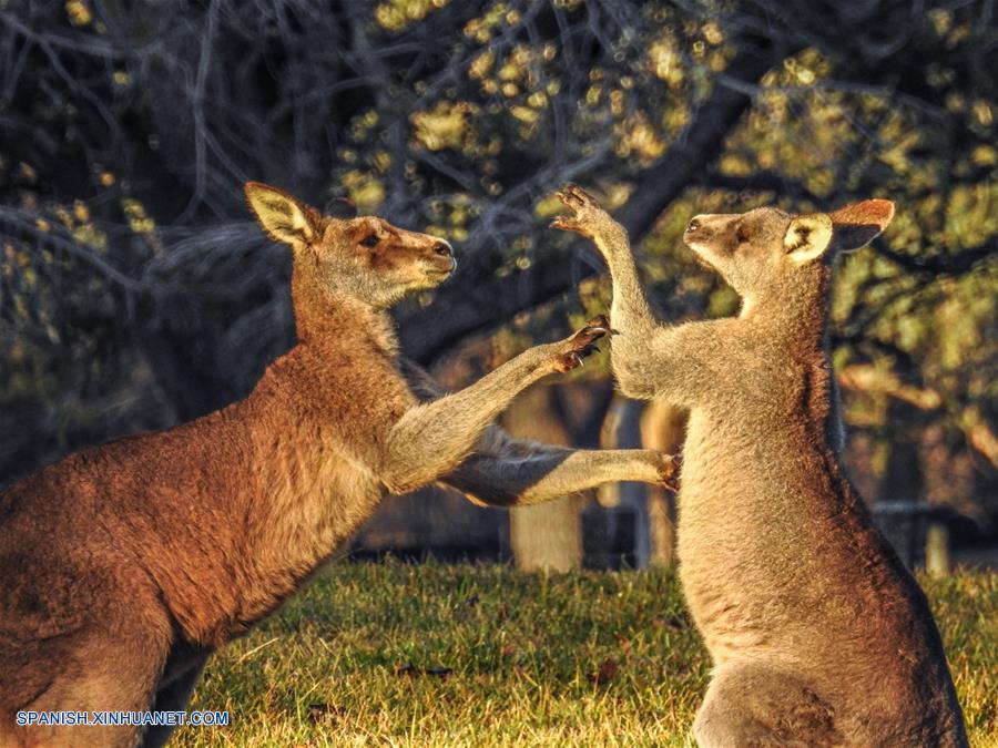 Australia: Fotos de canguros en Parque Weston