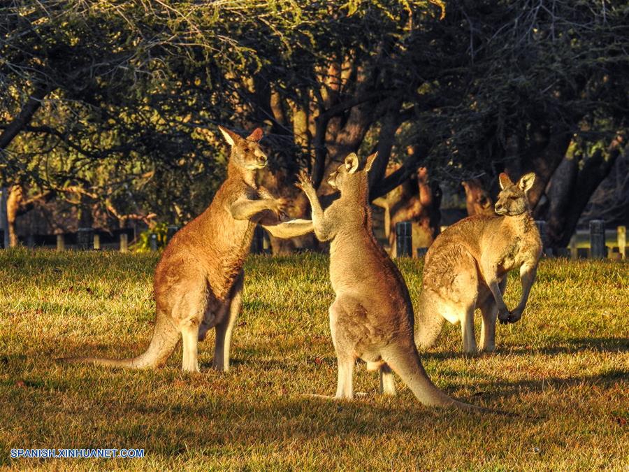 Australia: Fotos de canguros en Parque Weston