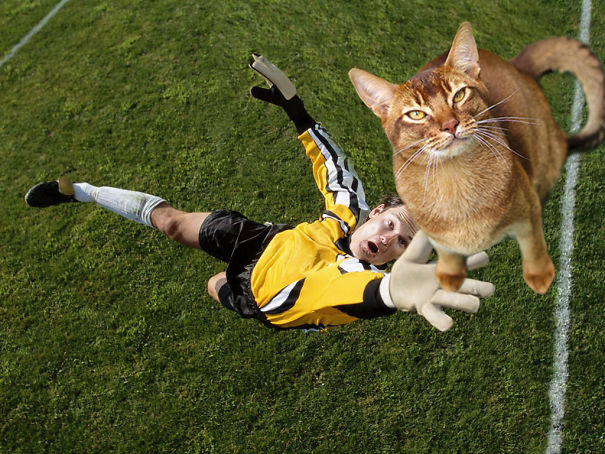 Cologar gatos en cuadros del fútbol hace todo mejor