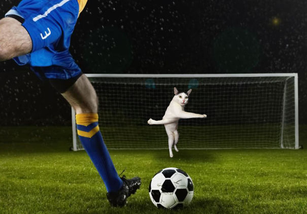 Cologar gatos en cuadros del fútbol hace todo mejor