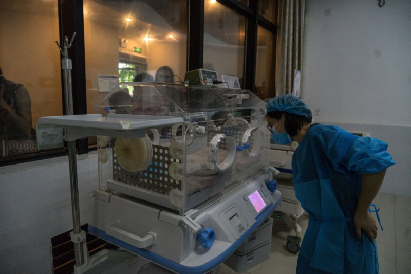 Así se cuida a los bebés de panda gigante en China