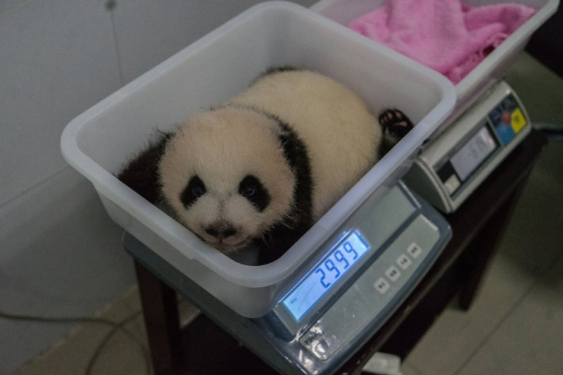 Así se cuida a los bebés de panda gigante en China