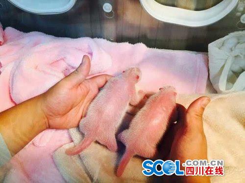 Panda gigante Nini da a luz a gemelos en China