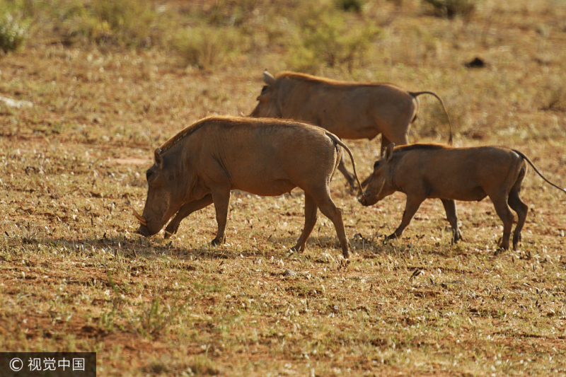 Animales salvajes en el norte de Kenia sufren mucho por la causa de sequía