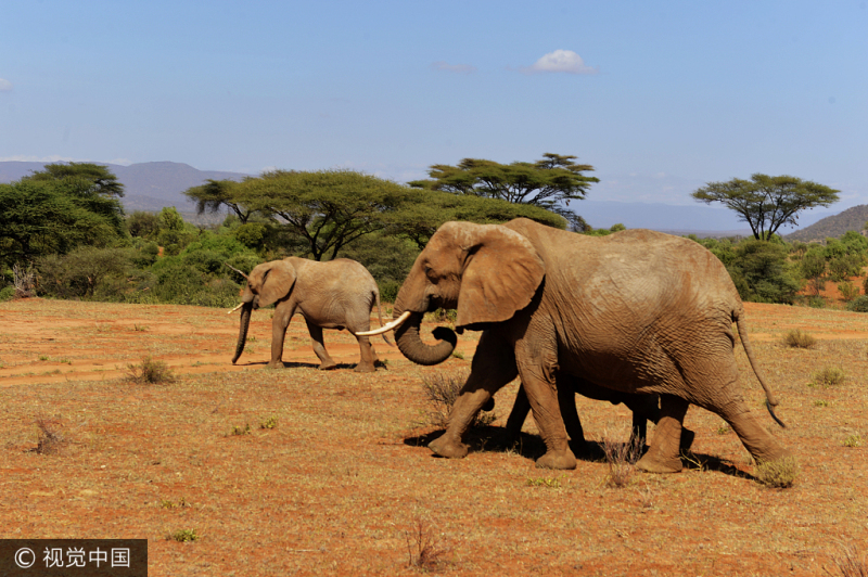 Animales salvajes en el norte de Kenia sufren mucho por la causa de sequía