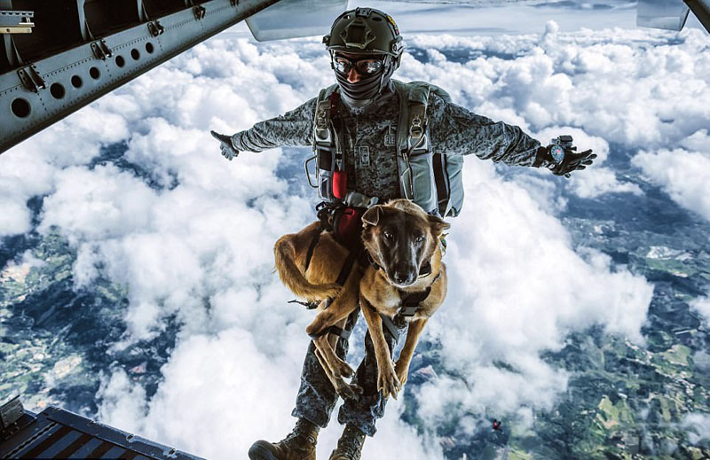 Siara el perro paracaidista que se gradúa en la Fuerza Aérea5