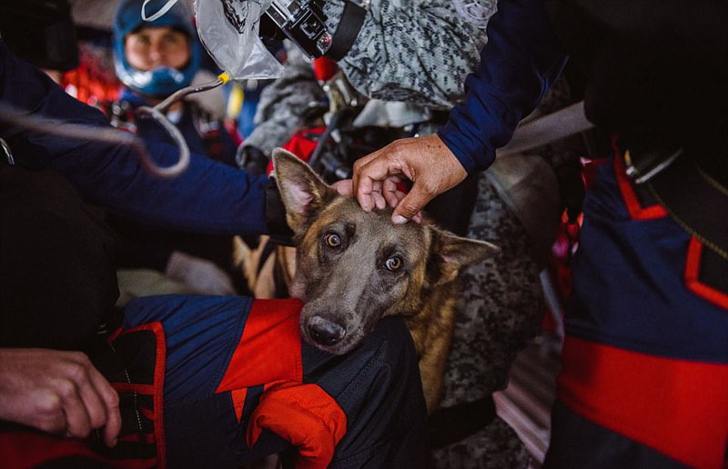 Siara el perro paracaidista que se gradúa en la Fuerza Aérea1