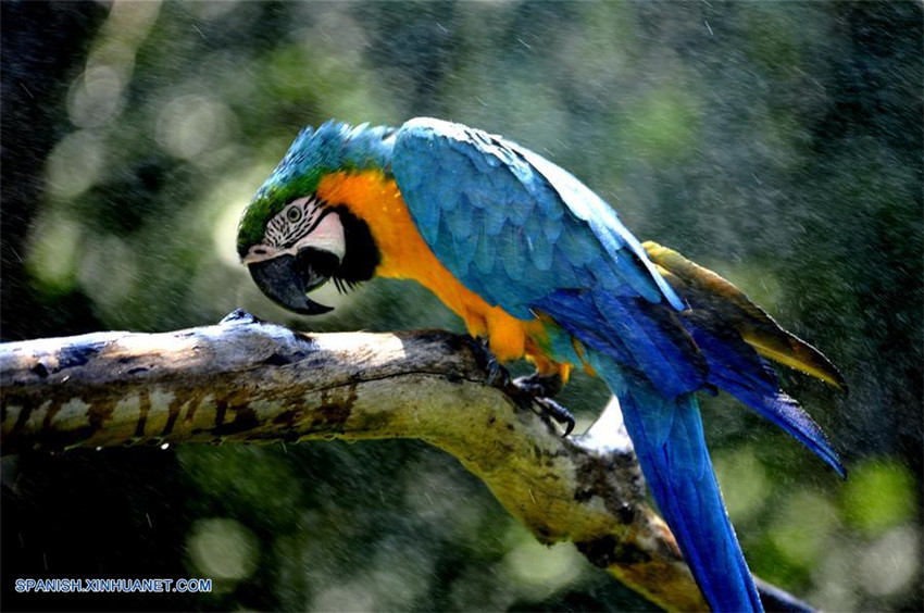 Zoológico de Shanghai toma medidas para mantener a animales frescos