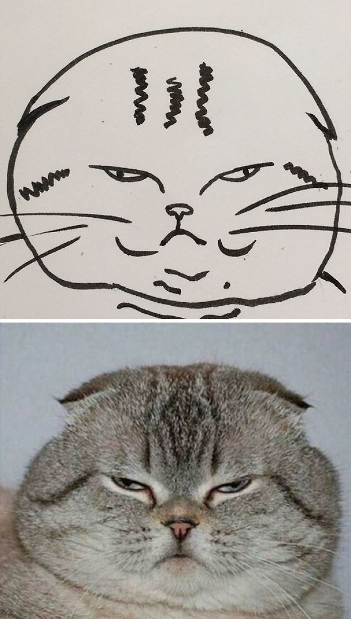 Dibujo realista de los gatos