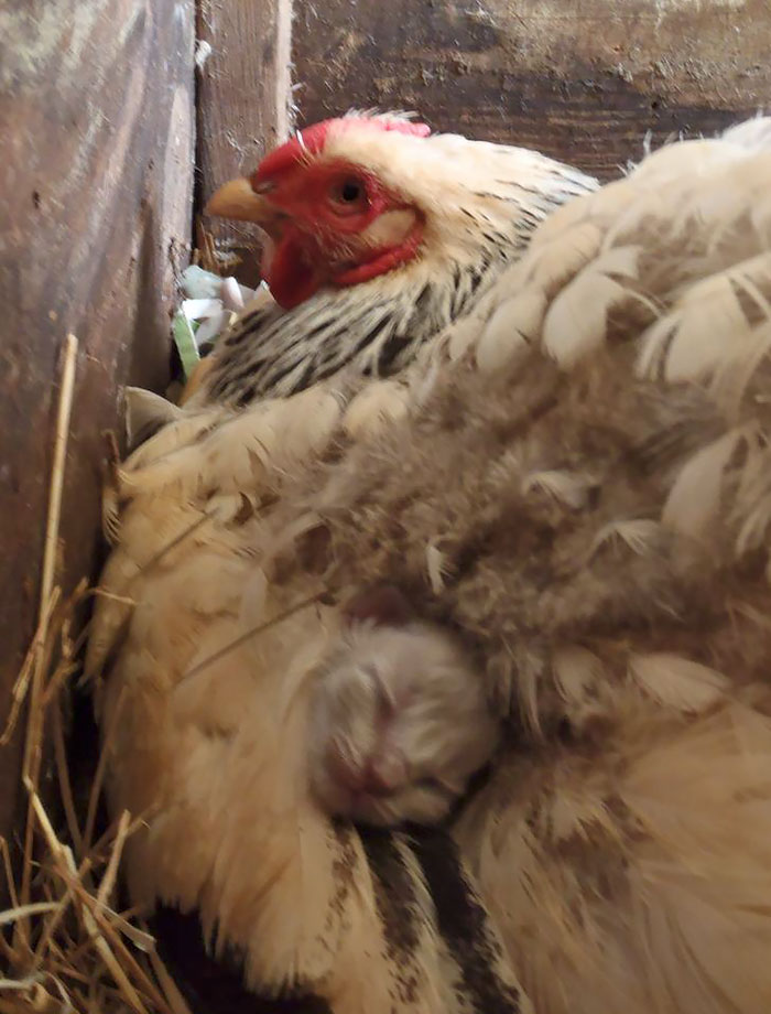 10 fotos muestran que las gallinas son las mejores mamás en el reino animal