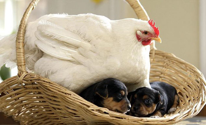 10 fotos muestran que las gallinas son las mejores mamás en el reino animal