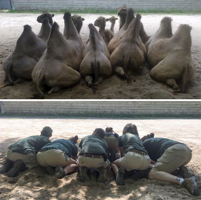 10 Fotos muestran lo que sucede cuando los cuidadores de zoo tienen tiempo libre