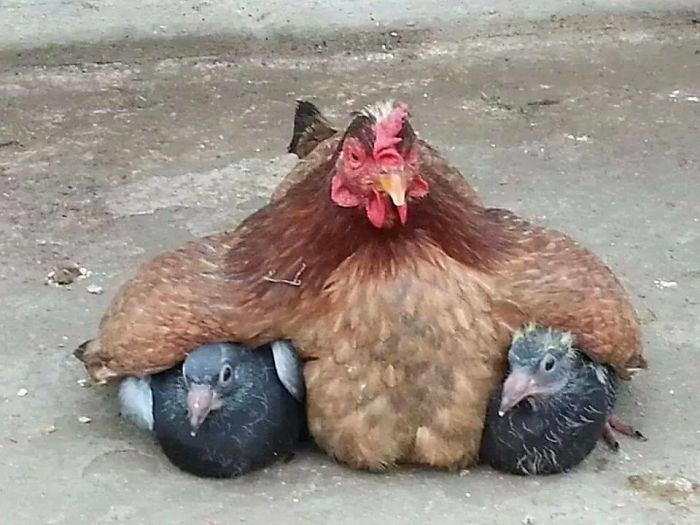 Fotos que demuestran que las gallinas son las mejores mamás