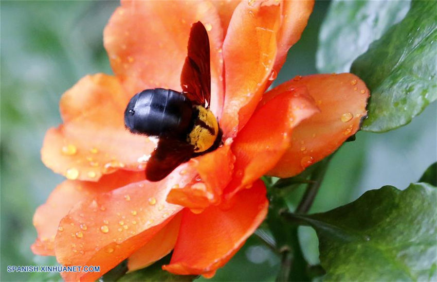 Insectos colectan polen de una flor