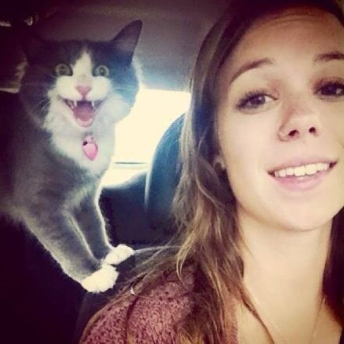 Gatos que no quieren salir en tus estúpidos selfies y acabaron con un resultado divertido