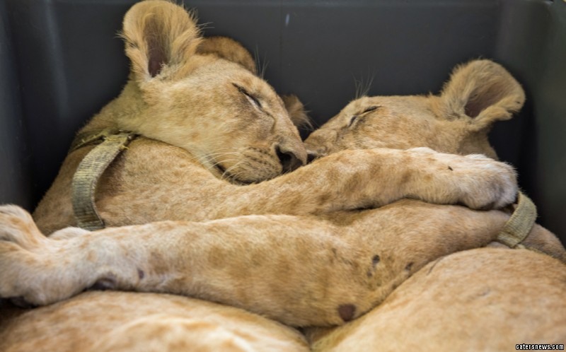Fotos adorables de dos leones bebés inseparables