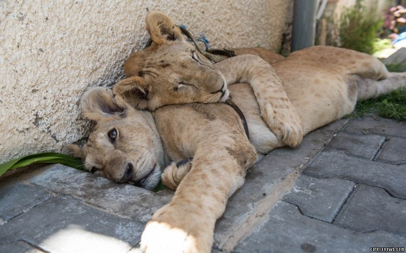 Fotos adorables de dos leones bebés inseparables