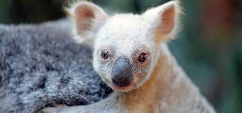 Zoológico de Australia da la bienvenida a un koala muy particular2