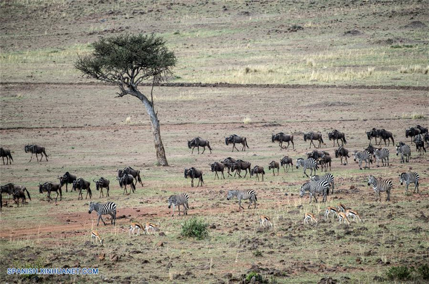 Kenia: Animales en Reserva Nacional de Masái Mara
