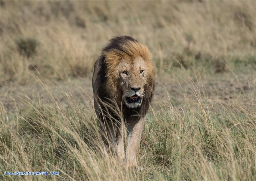 Kenia: Animales en Reserva Nacional de Masái Mara
