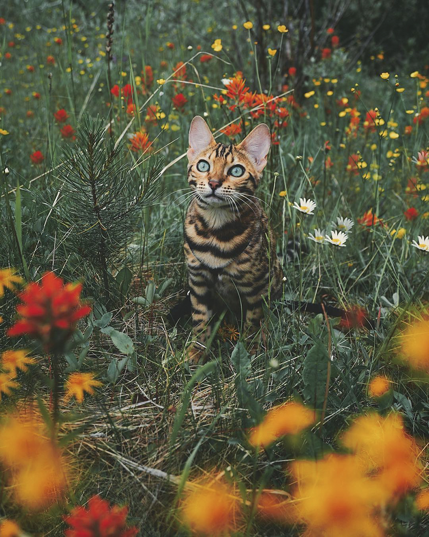 Conoceremos a Suki, el gato viajero que vive una vida envidiable