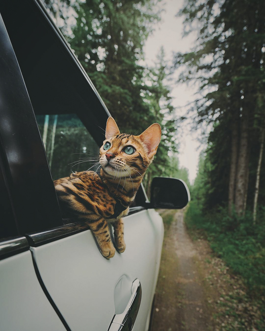 Conoceremos a Suki, el gato viajero que vive una vida envidiable