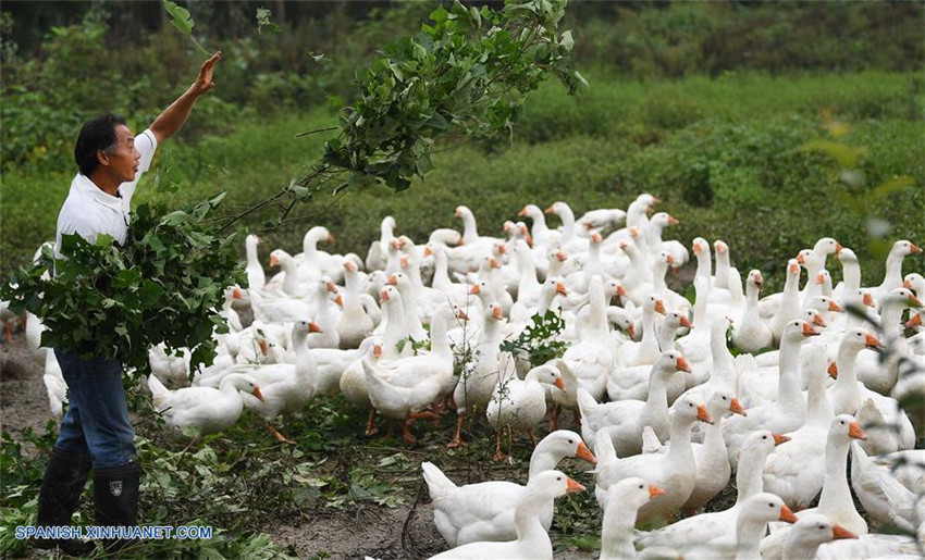 Lu'an de Anhui, conocida por su producción de gansos blancos de Wanxi