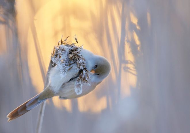 En imágenes: Fotógrafo de aves del año