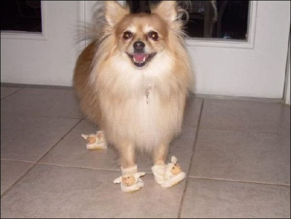 Fotos chistosas de las mascotas que llevan zapatos