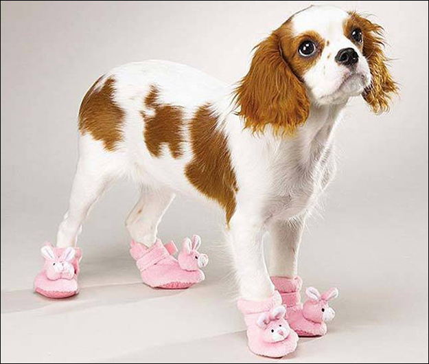Fotos chistosas de las mascotas que llevan zapatos