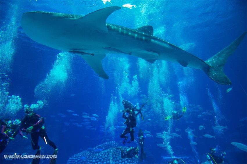 Guangdong: Tiburón ballena en acuario Chimelong Ocean Kingdom